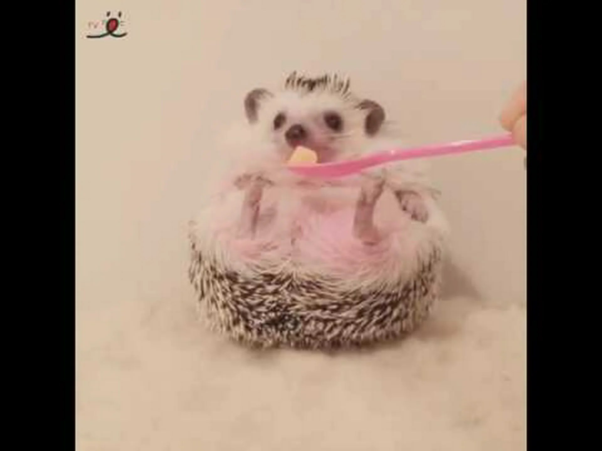 時間厳守のハリネズミ 時間厳守のハリネズミ