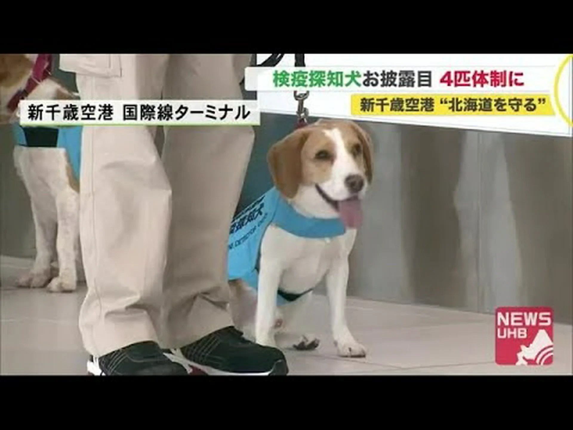 感染症用の発光探知犬 感染症用の発光探知犬