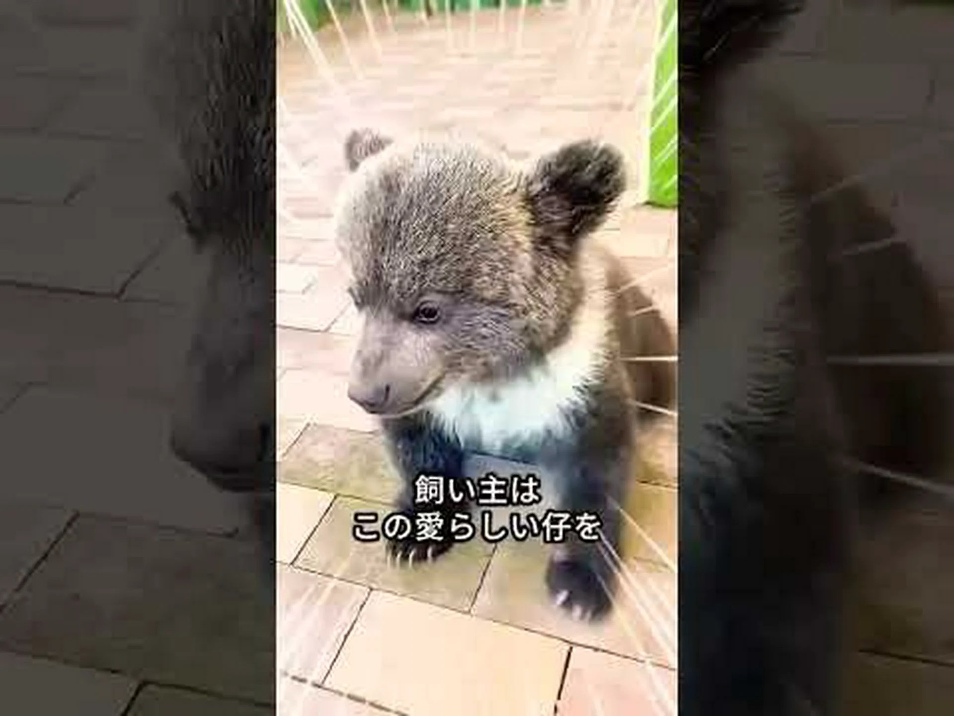 クマが木にこすりつけると… クマが木にこすりつけると…