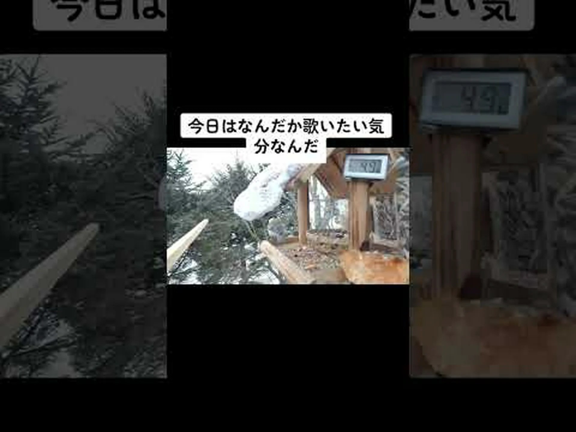 アオシジュウカラは命が危険にさらされると歌います アオシジュウカラは命が危険にさらされると歌います