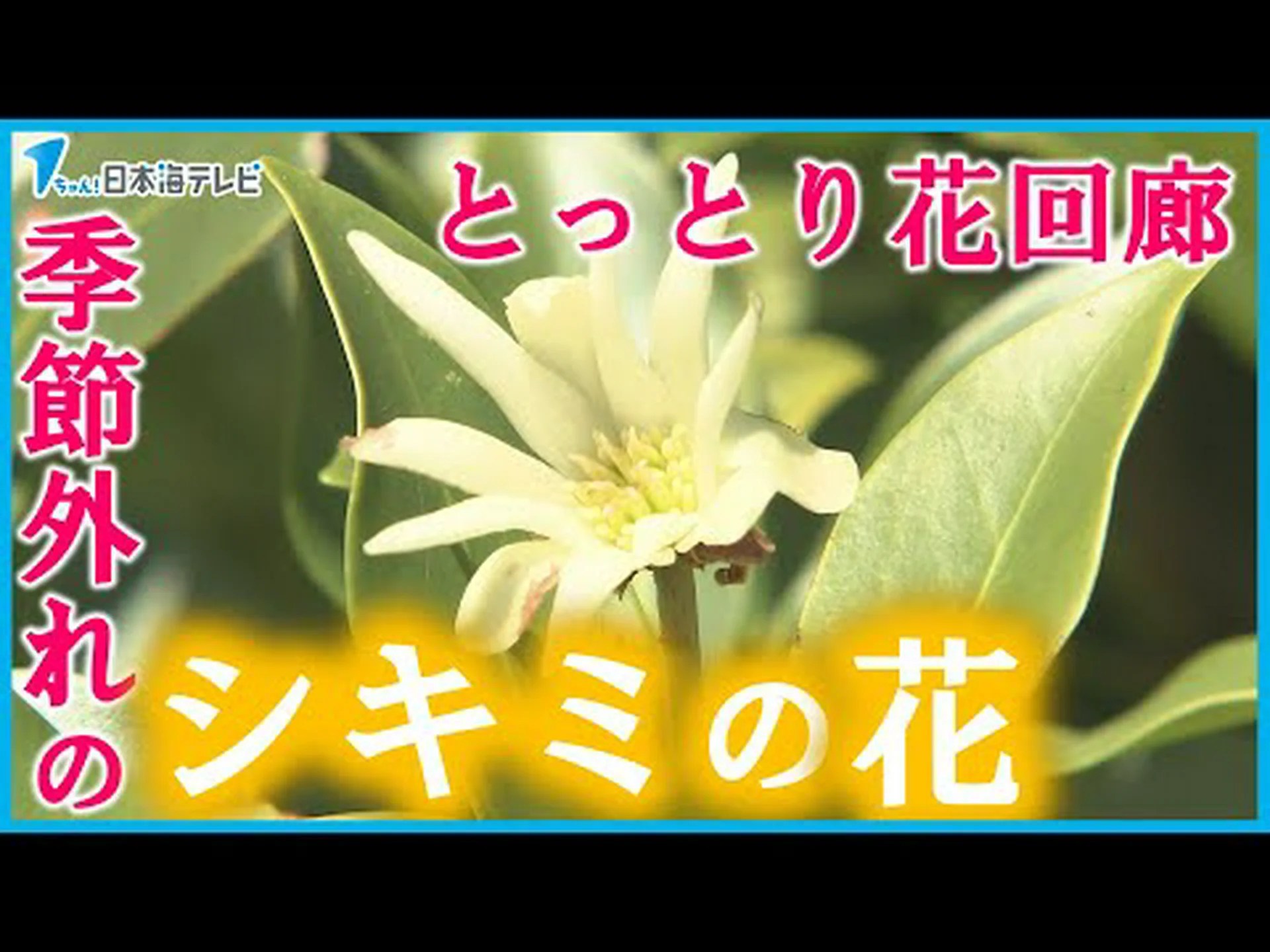 猛暑が鳥の移動に影響を与える 猛暑が鳥の移動に影響を与える