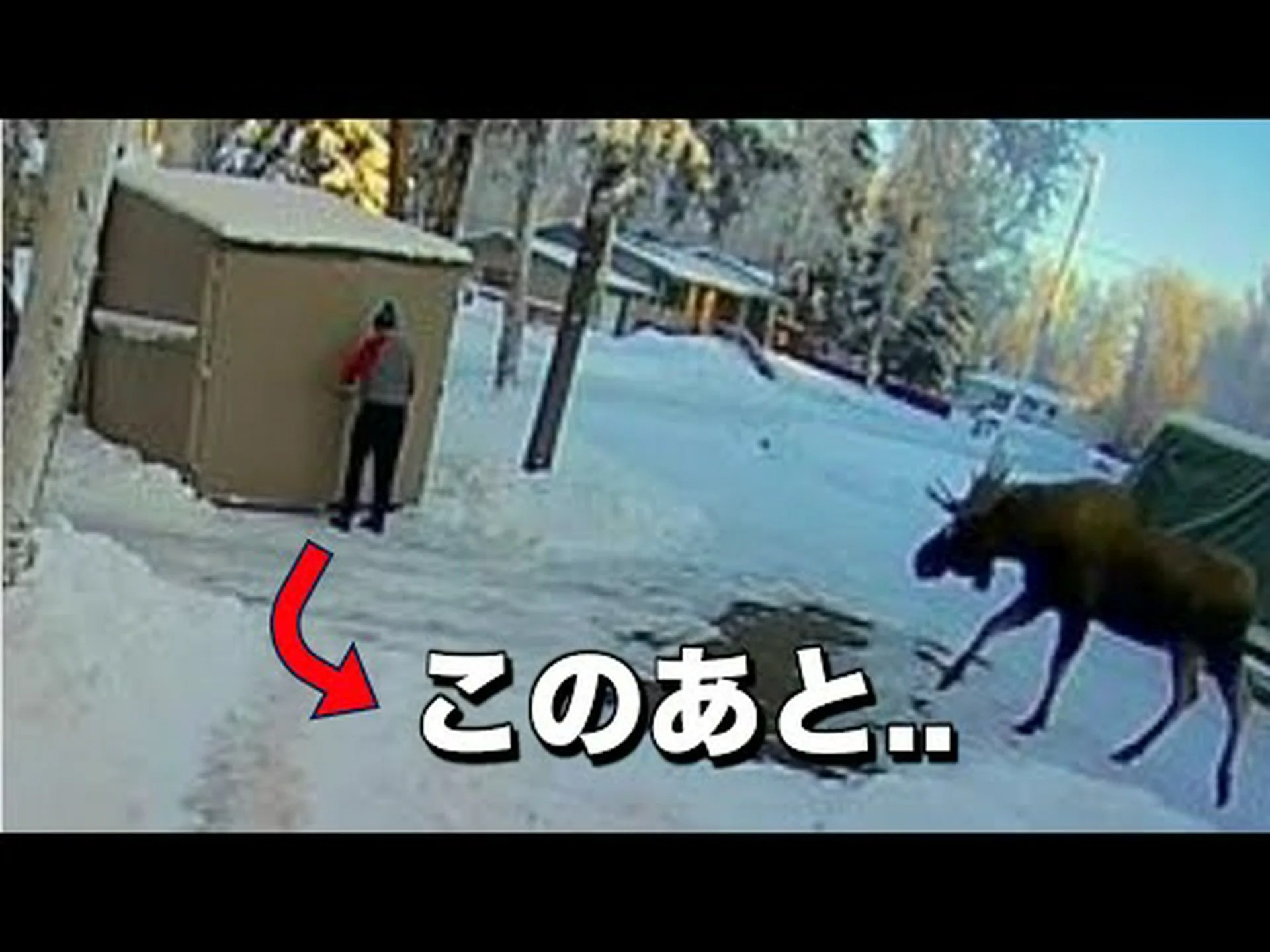 ヘラジカは新しく定住したオオカミにすぐに慣れる ヘラジカは新しく定住したオオカミにすぐに慣れる
