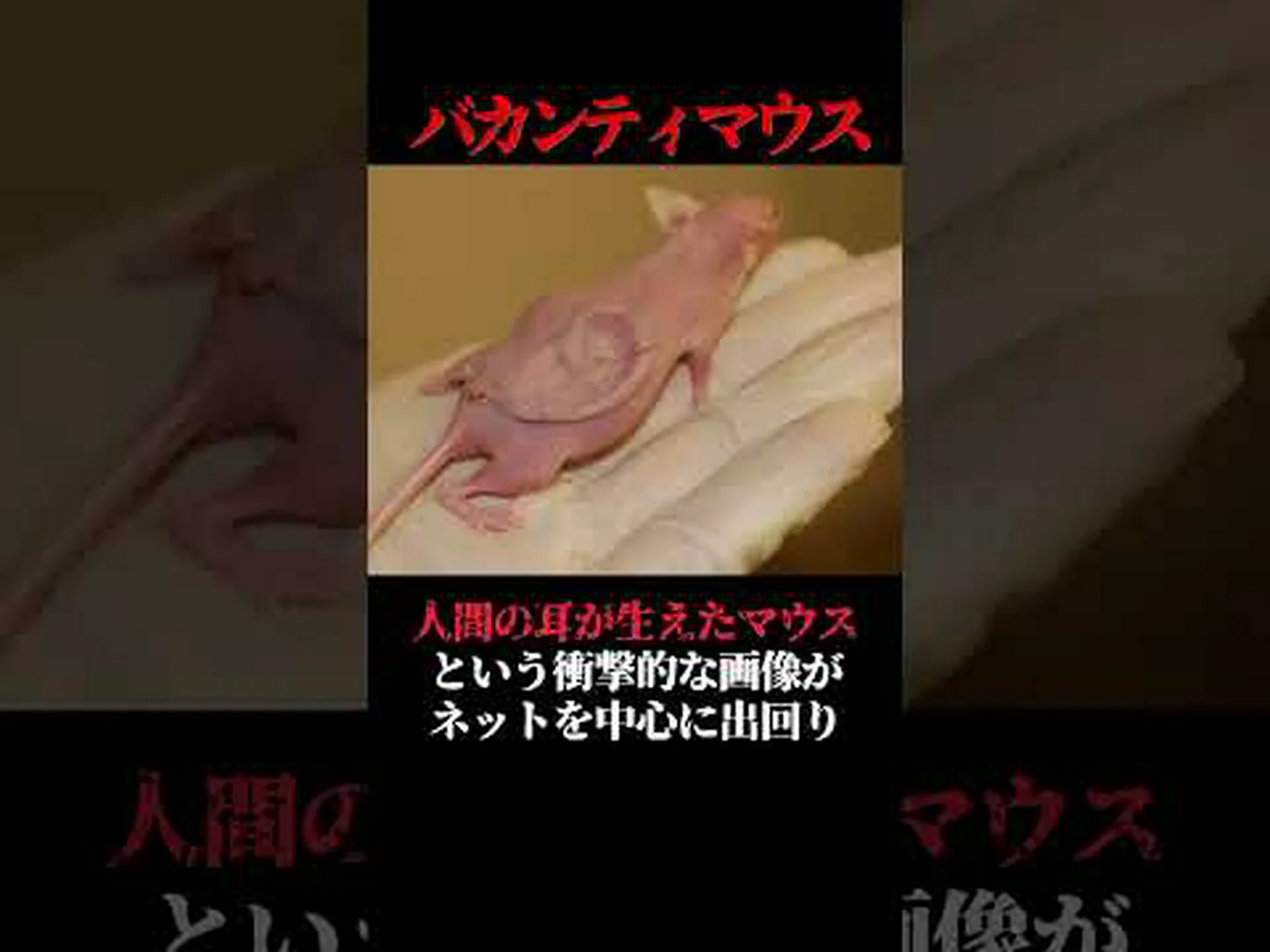 新技術により哺乳動物細胞の遺伝子機能の決定が加速される 新技術により哺乳動物細胞の遺伝子機能の決定が加速される