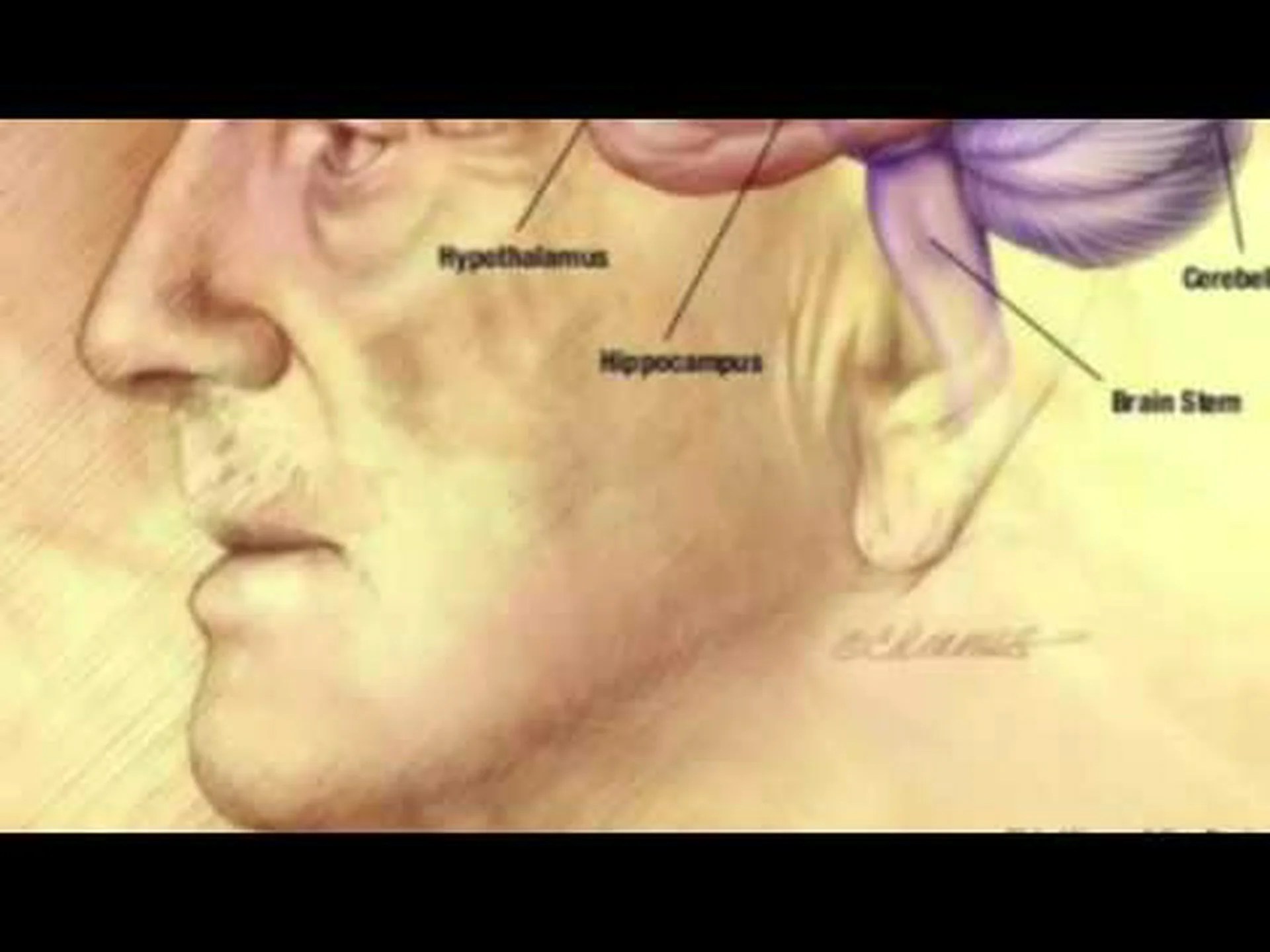 より大きな海馬は記憶力を拡張する より大きな海馬は記憶力を拡張する