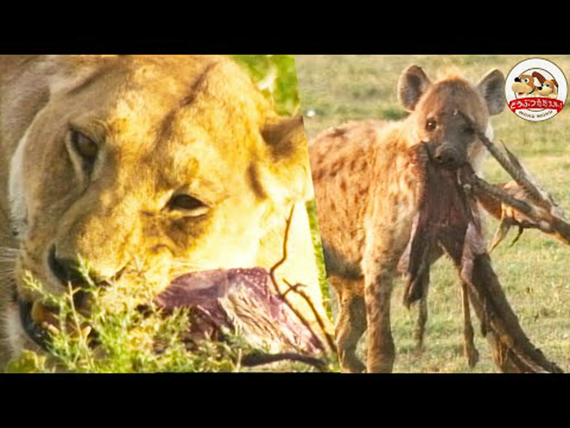 ホッキョクハイエナを発見 ホッキョクハイエナを発見