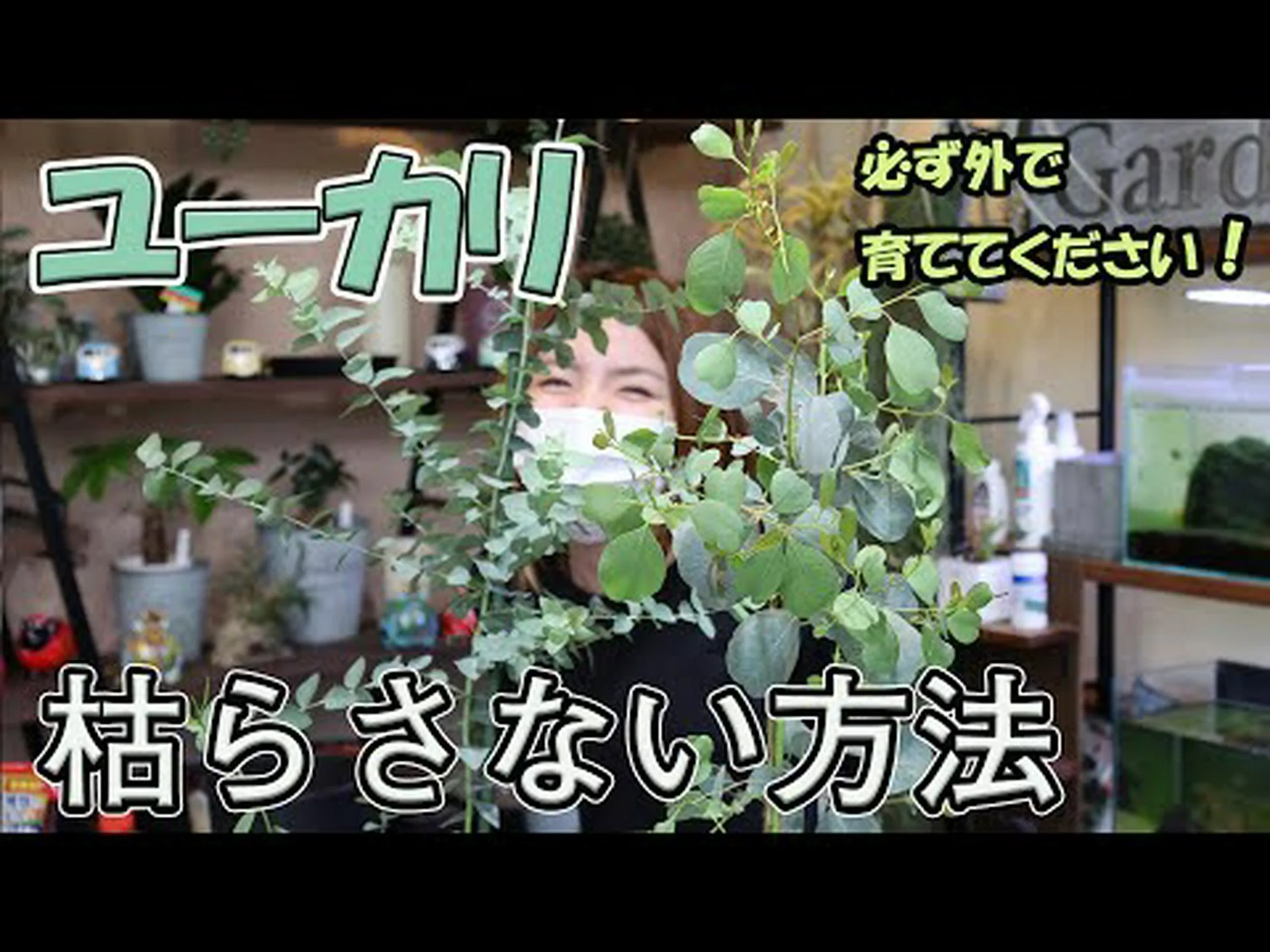 大きなユーカリの木がお腹を空かせたコアラを遠ざける仕組み 大きなユーカリの木がお腹を空かせたコアラを遠ざける仕組み