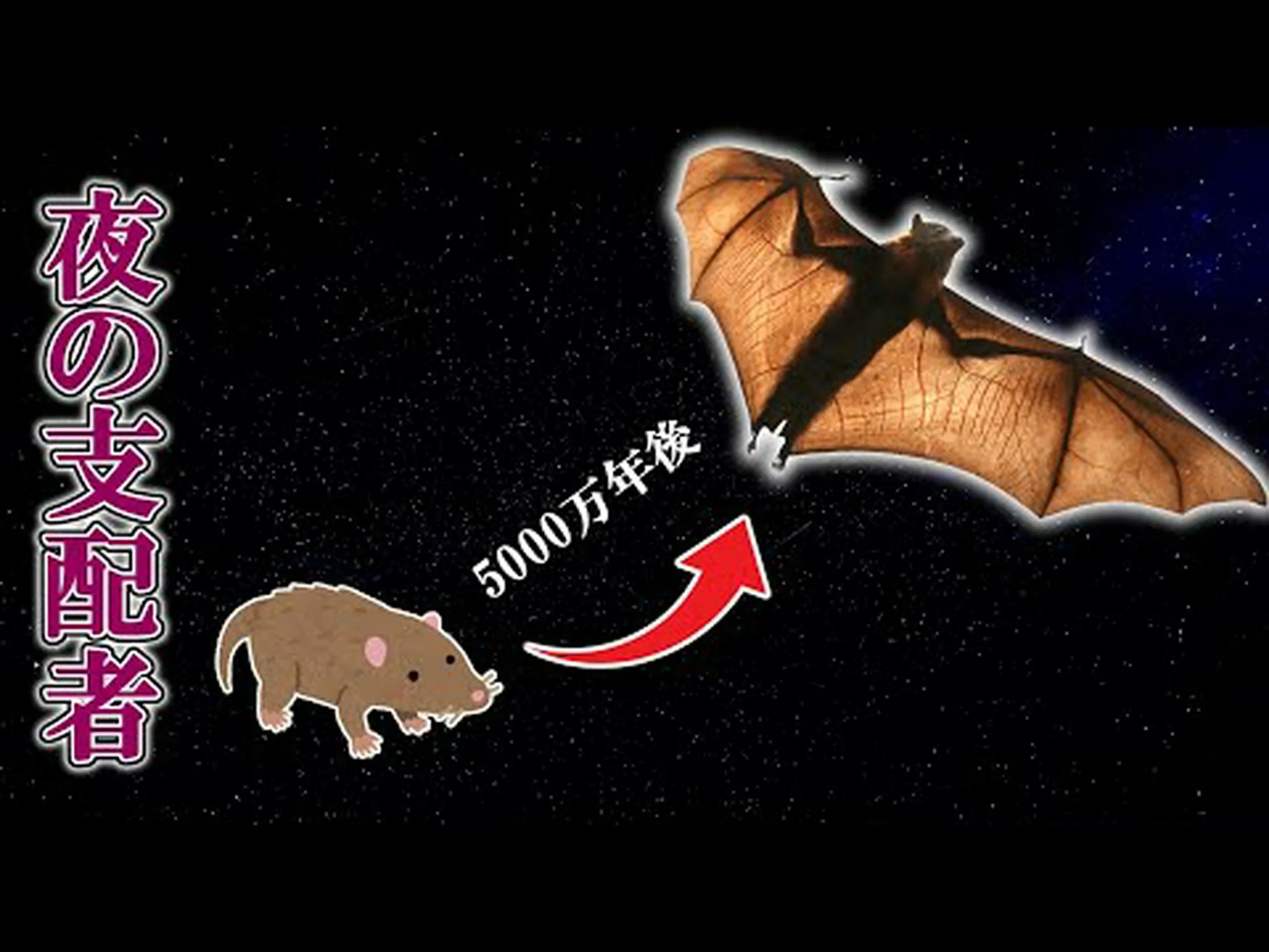 コウモリの疑い コウモリの疑い