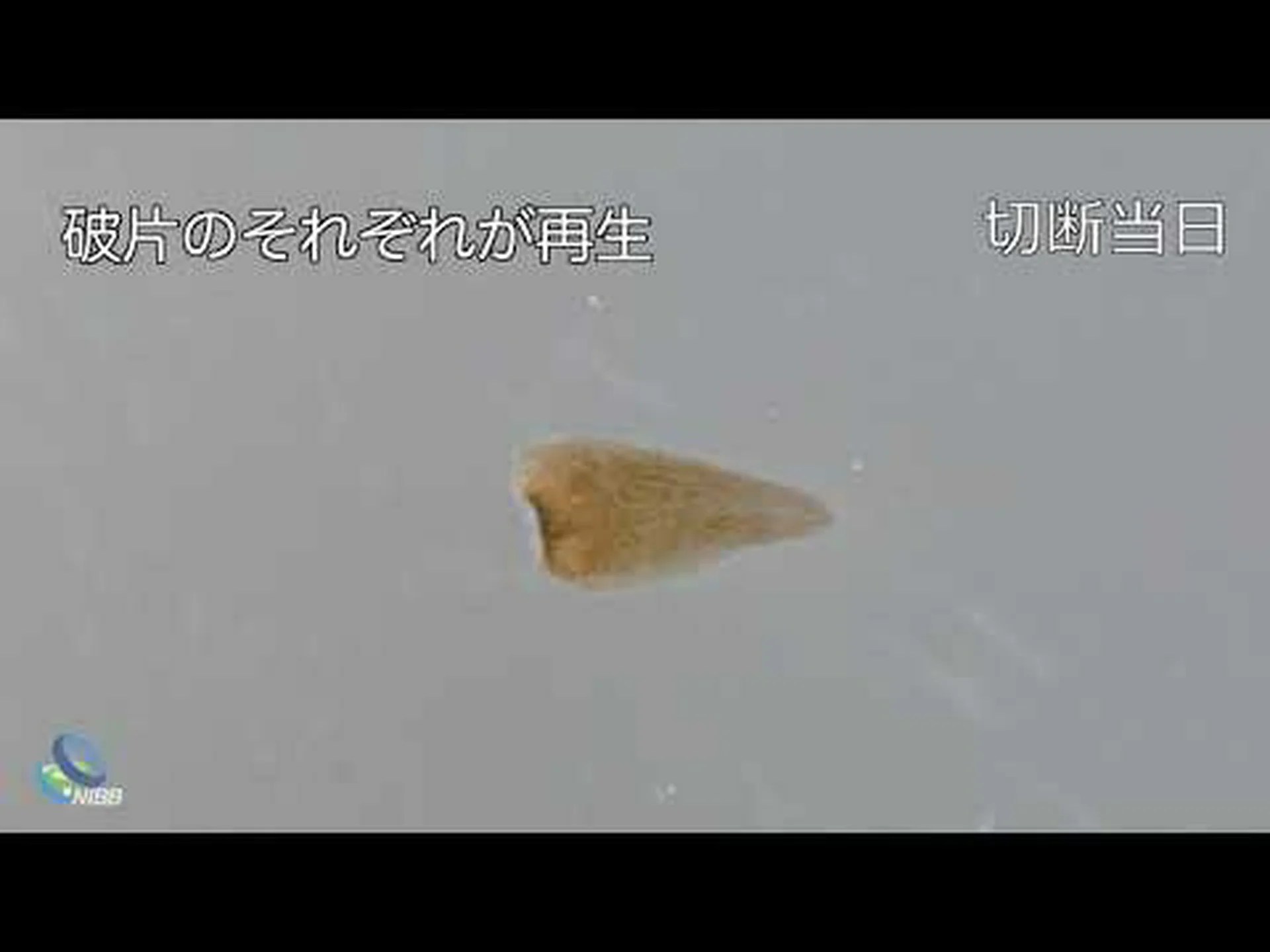 水域を再生する – しかし、どうやって? 水域を再生する – しかし、どうやって?