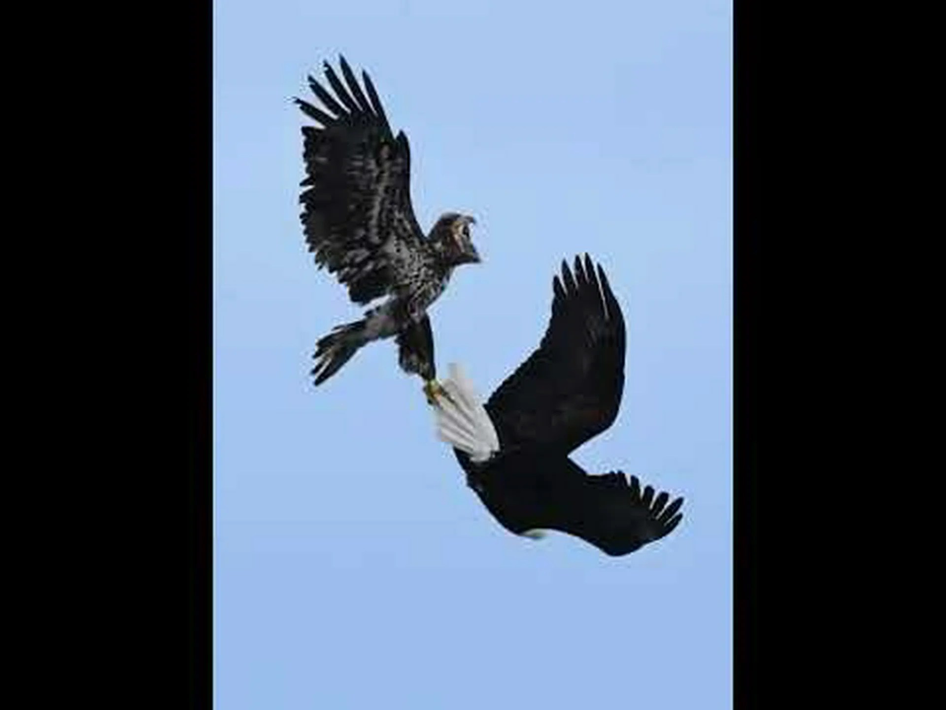 草原ワシと飛行中 草原ワシと飛行中