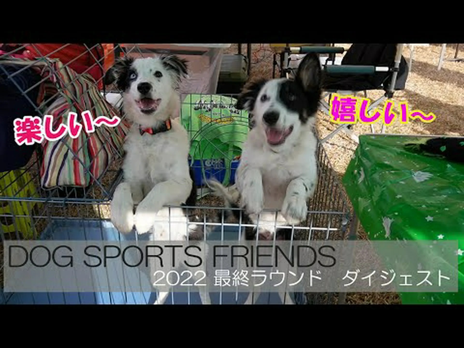 水愛好家のためのドッグスポーツ: ドッグダイビング 水愛好家のためのドッグスポーツ: ドッグダイビング