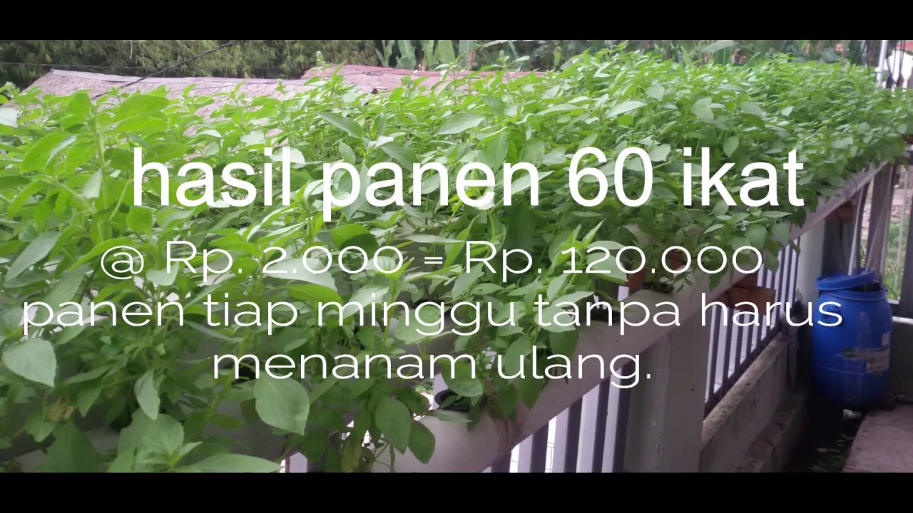 Hidroponik Rumahan: Panen Sehat Tiap Minggu Hidroponik Rumahan: Panen Sehat Tiap Minggu
