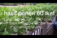 Hidroponik Rumahan: Panen Sehat Tiap Minggu Hidroponik Rumahan: Panen Sehat Tiap Minggu