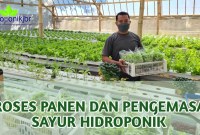 Cara Panen Selada Hidroponik Biar Tetap Segar Cara Panen Selada Hidroponik Biar Tetap Segar