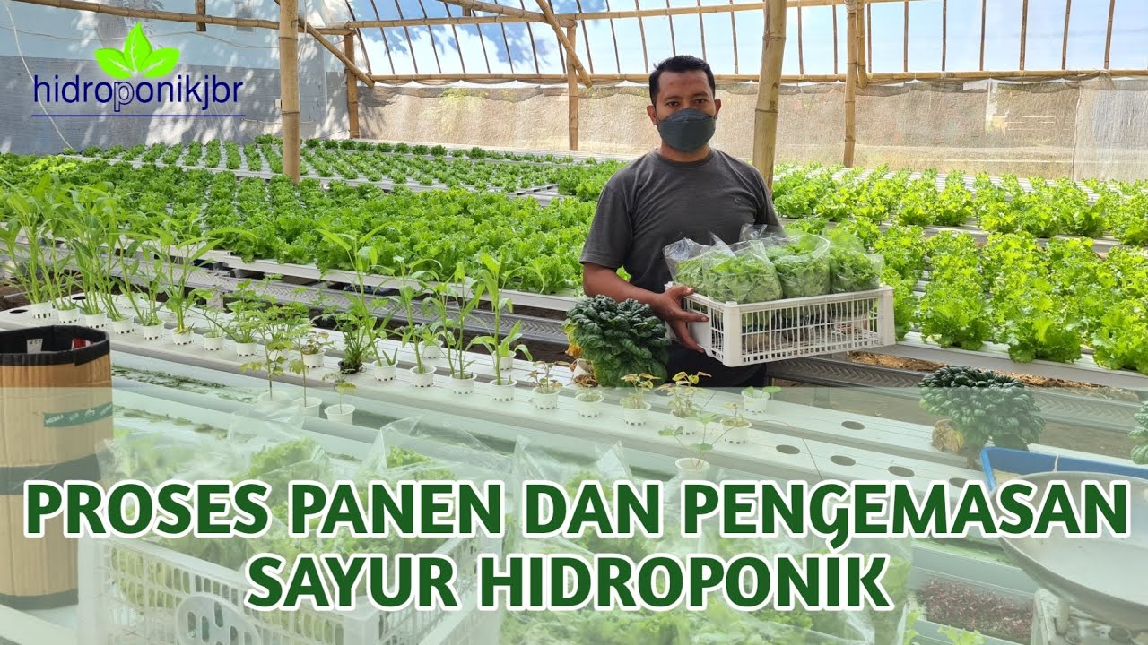 Cara Panen Selada Hidroponik Biar Tetap Segar Cara Panen Selada Hidroponik Biar Tetap Segar