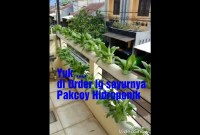 Rahasia Sukses Bertanam Hidroponik Di Balkon Rumah Rahasia Sukses Bertanam Hidroponik Di Balkon Rumah