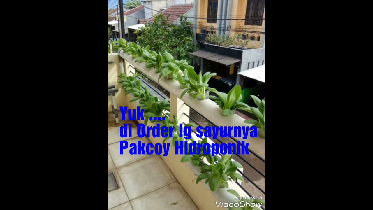 Rahasia Sukses Bertanam Hidroponik Di Balkon Rumah Rahasia Sukses Bertanam Hidroponik Di Balkon Rumah