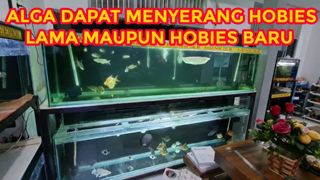 Cara Mengatasi Alga Hijau Di Air Hidroponik Cara Mengatasi Alga Hijau Di Air Hidroponik