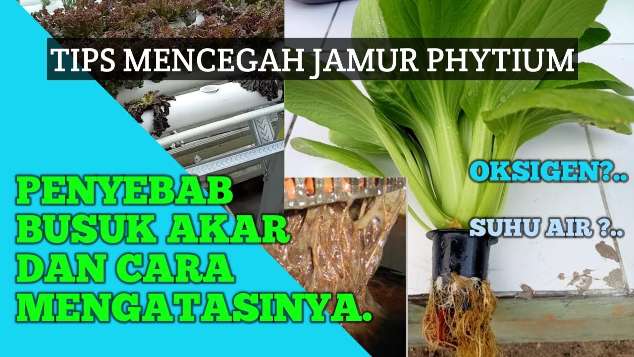 Cara Mengatasi Akar Busuk Di Tanaman Hidroponik Cara Mengatasi Akar Busuk Di Tanaman Hidroponik