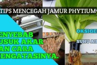 Cara Mengatasi Akar Busuk Di Tanaman Hidroponik Cara Mengatasi Akar Busuk Di Tanaman Hidroponik