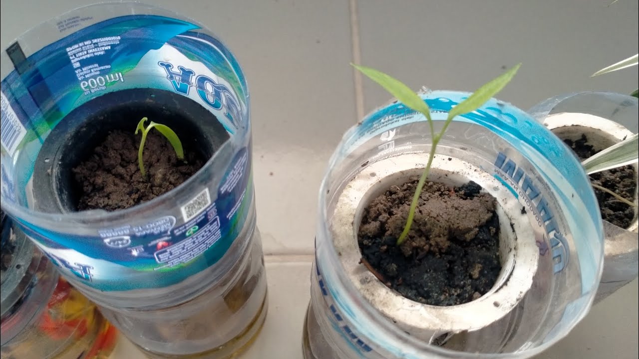 Cara Menyiram Tanaman Hidroponik Tanpa Pompa Cara Menyiram Tanaman Hidroponik Tanpa Pompa