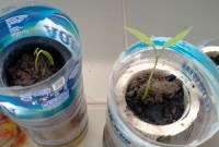 Cara Menyiram Tanaman Hidroponik Tanpa Pompa Cara Menyiram Tanaman Hidroponik Tanpa Pompa