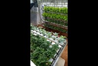 Step By Step Tanam Hidroponik Di Teras Sempit Step By Step Tanam Hidroponik Di Teras Sempit