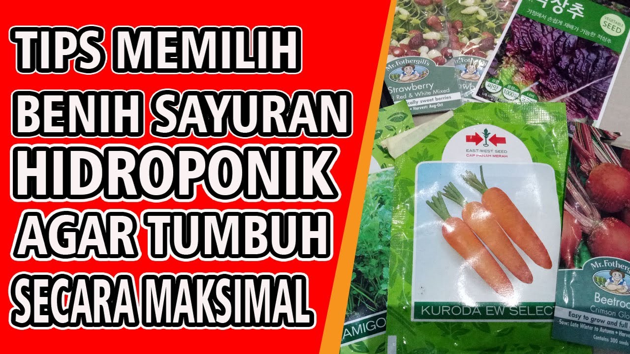 Cara Memilih Benih Sayuran Khusus Hidroponik Cara Memilih Benih Sayuran Khusus Hidroponik