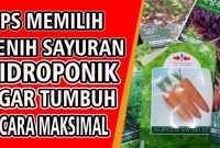 Cara Memilih Benih Sayuran Khusus Hidroponik Cara Memilih Benih Sayuran Khusus Hidroponik