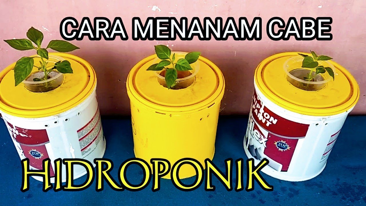 Cara Tanam Cabe Hidroponik Di Ember Cat Bekas Cara Tanam Cabe Hidroponik Di Ember Cat Bekas