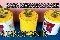Cara Tanam Cabe Hidroponik Di Ember Cat Bekas Cara Tanam Cabe Hidroponik Di Ember Cat Bekas
