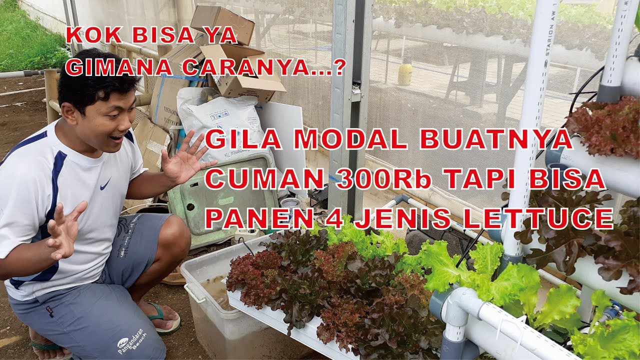 Hidroponik Modal 100 Ribu: Bisa Panen Apa Aja? Hidroponik Modal 100 Ribu: Bisa Panen Apa Aja?