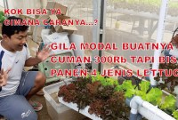 Hidroponik Modal 100 Ribu: Bisa Panen Apa Aja? Hidroponik Modal 100 Ribu: Bisa Panen Apa Aja?