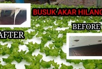 Cara Mengatasi Akar Berjamur Di Sistem Hidroponik Cara Mengatasi Akar Berjamur Di Sistem Hidroponik