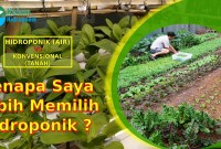 Keuntungan Sistem Hidroponik Dibanding Tanam Tanah Keuntungan Sistem Hidroponik Dibanding Tanam Tanah