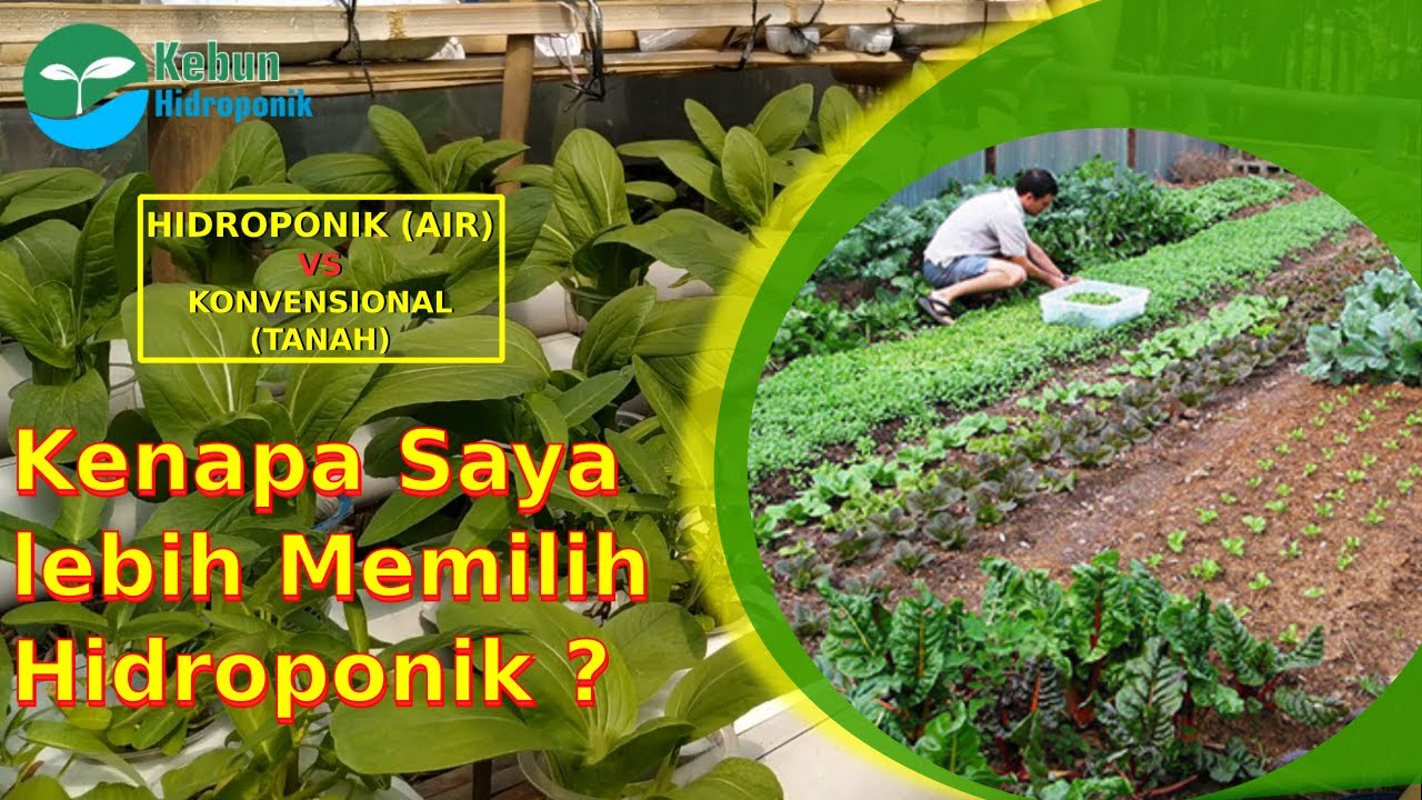 Keuntungan Sistem Hidroponik Dibanding Tanam Tanah Keuntungan Sistem Hidroponik Dibanding Tanam Tanah