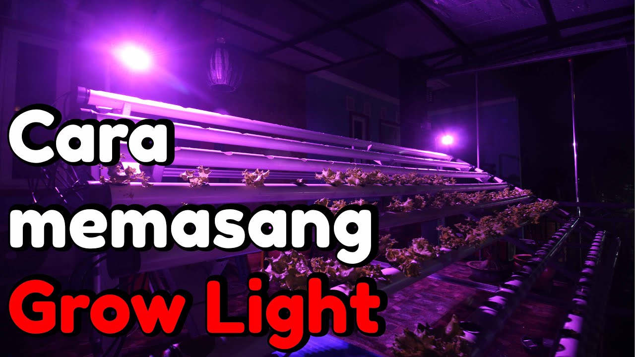 Cara Pasang Sistem LED Grow Light Untuk Hidroponik Indoor Cara Pasang Sistem LED Grow Light Untuk Hidroponik Indoor