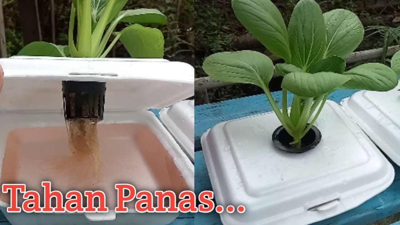 Cara Menanam Sawi Pakcoy Hidroponik Pakai Sterofoam Cara Menanam Sawi Pakcoy Hidroponik Pakai Sterofoam