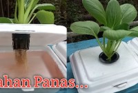 Cara Menanam Sawi Pakcoy Hidroponik Pakai Sterofoam Cara Menanam Sawi Pakcoy Hidroponik Pakai Sterofoam