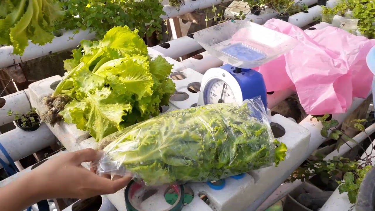Kapan Waktu Terbaik Panen Selada Hidroponik? Kapan Waktu Terbaik Panen Selada Hidroponik?