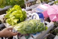 Kapan Waktu Terbaik Panen Selada Hidroponik? Kapan Waktu Terbaik Panen Selada Hidroponik?