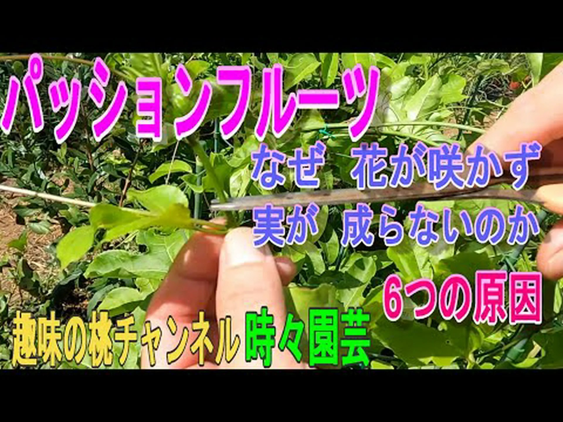 パッションフルーツは腸を縛るのか、それとも緩めるのか? パッションフルーツは腸を縛るのか、それとも緩めるのか?