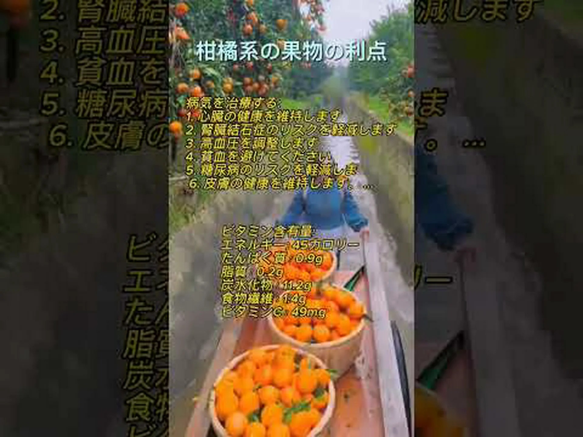 柑橘系の果物 – 果物の概要、利点、使用上のヒント 柑橘系の果物 – 果物の概要、利点、使用上のヒント