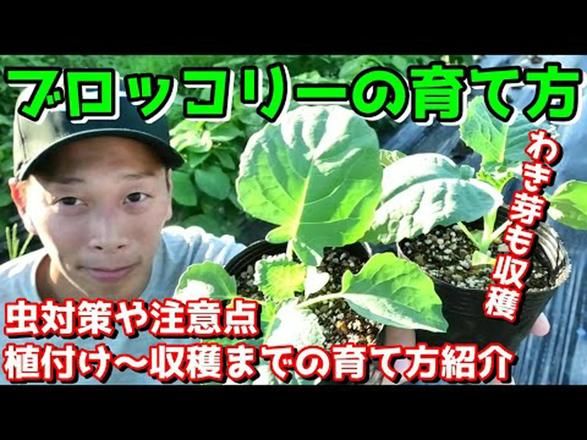 自宅でブロッコリーを植える方法 – ステップバイステップとケア 自宅でブロッコリーを植える方法 – ステップバイステップとケア