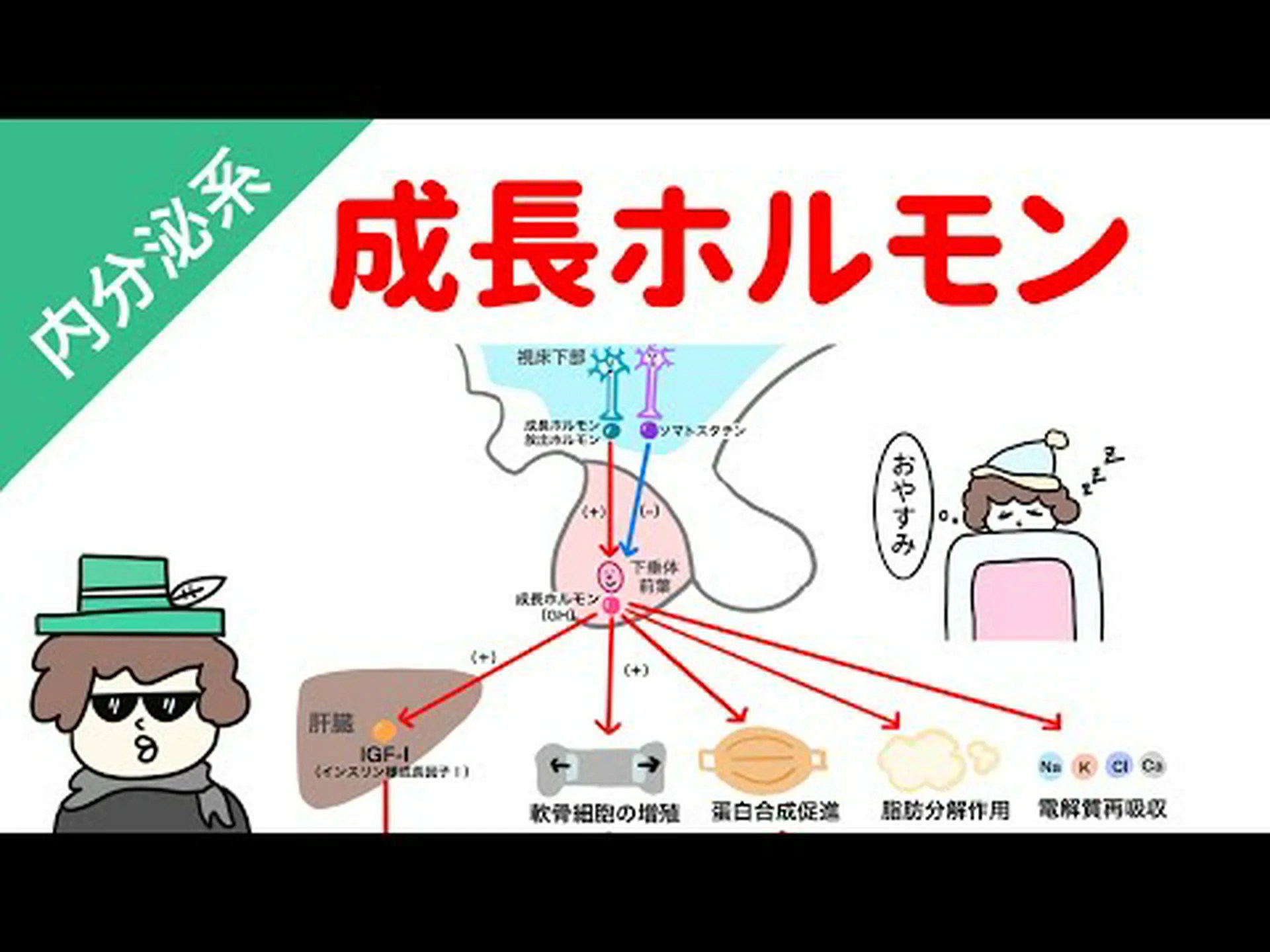 IGF-1 が高すぎる、または低すぎる - IGF-1 とは何か、検査、治療 IGF-1 が高すぎる、または低すぎる - IGF-1 とは何か、検査、治療