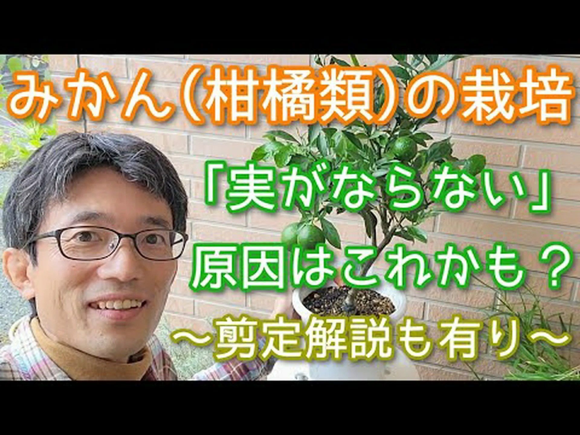 みかん茶の4つの利点 – その目的と作り方 みかん茶の4つの利点 – その目的と作り方