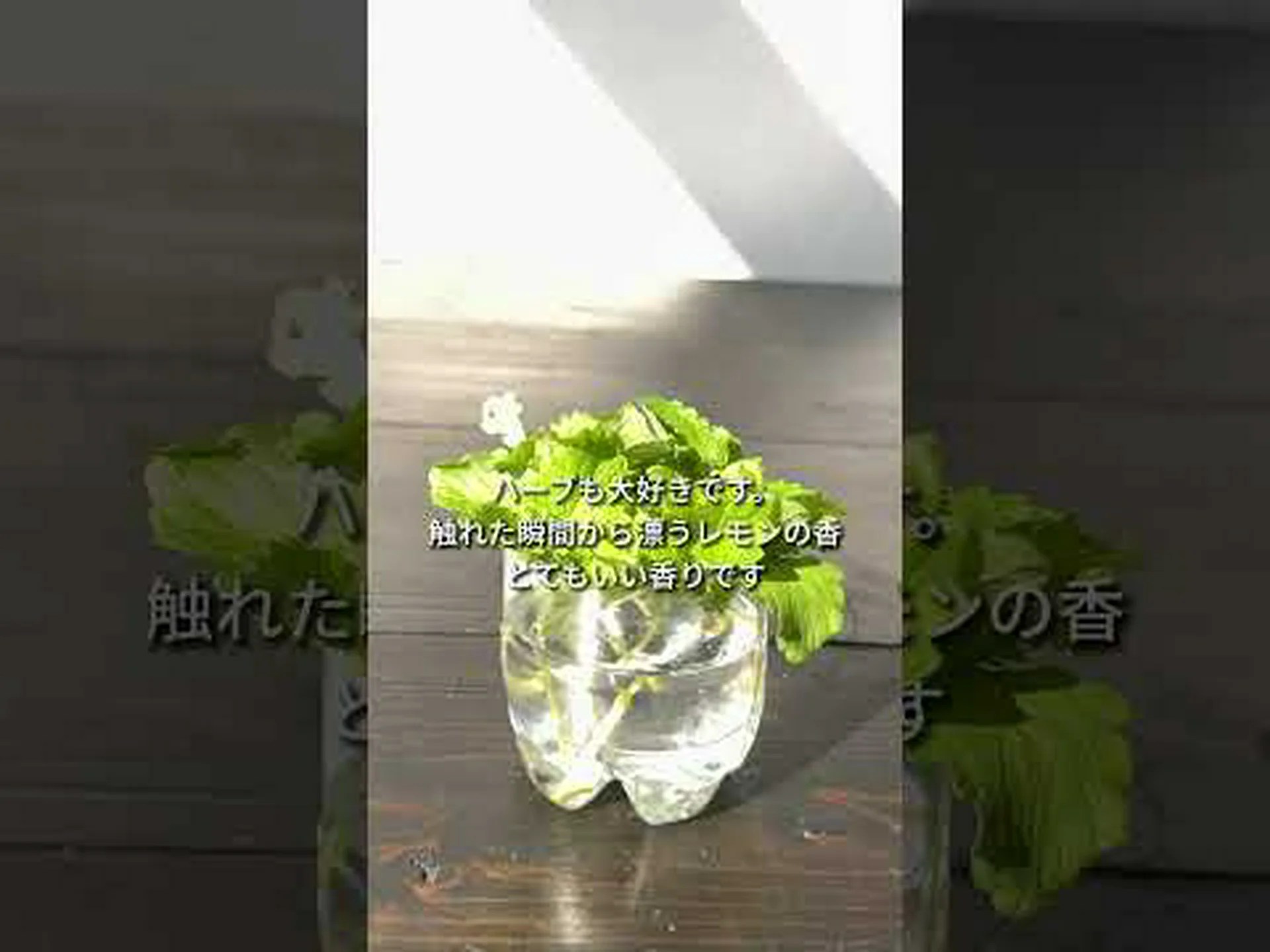 レモンバーム水は気持ちを落ち着かせますか?適応症と服用方法 レモンバーム水は気持ちを落ち着かせますか?適応症と服用方法
