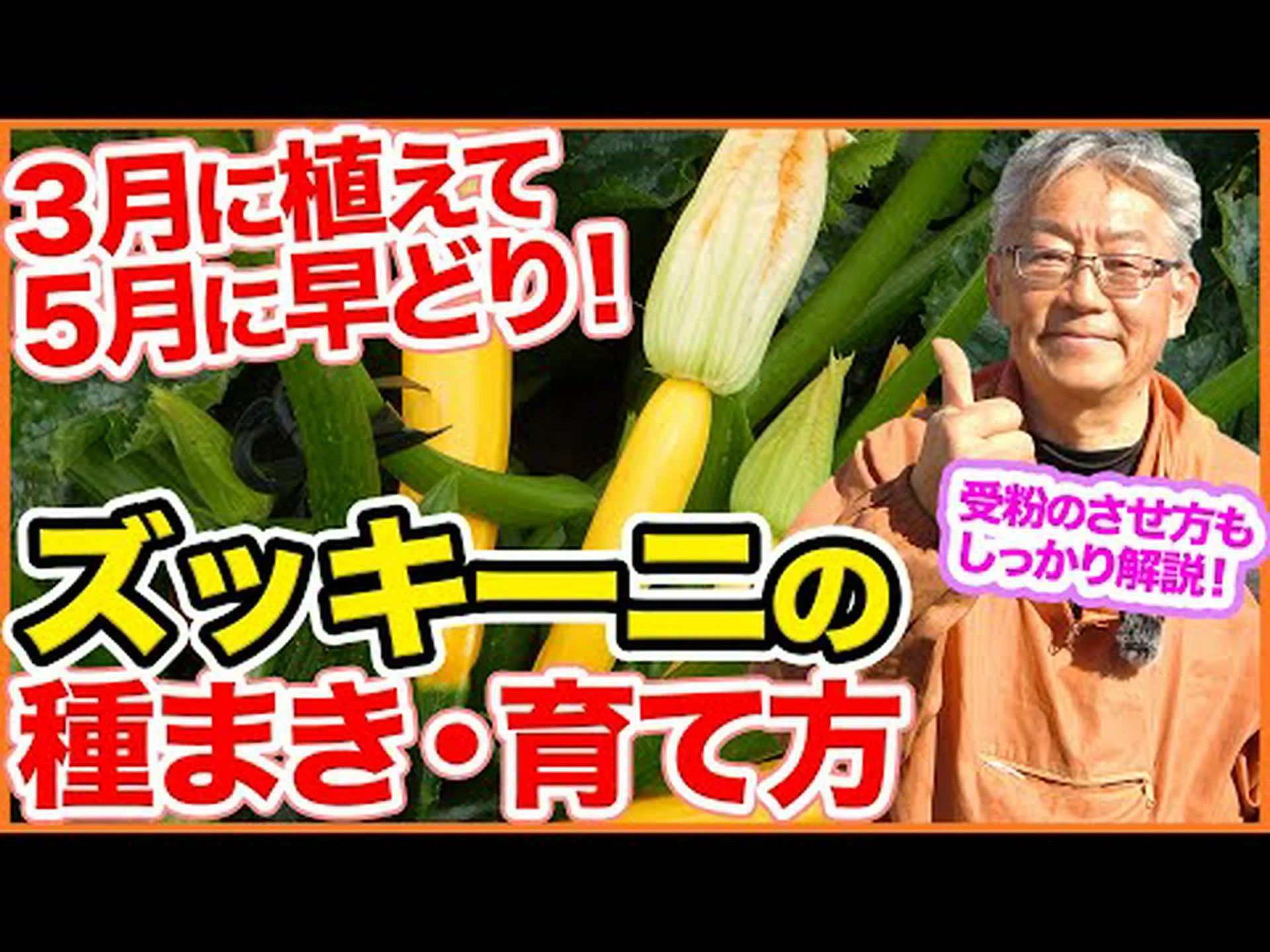 自宅でズッキーニを植える方法 – ステップバイステップとケア 自宅でズッキーニを植える方法 – ステップバイステップとケア