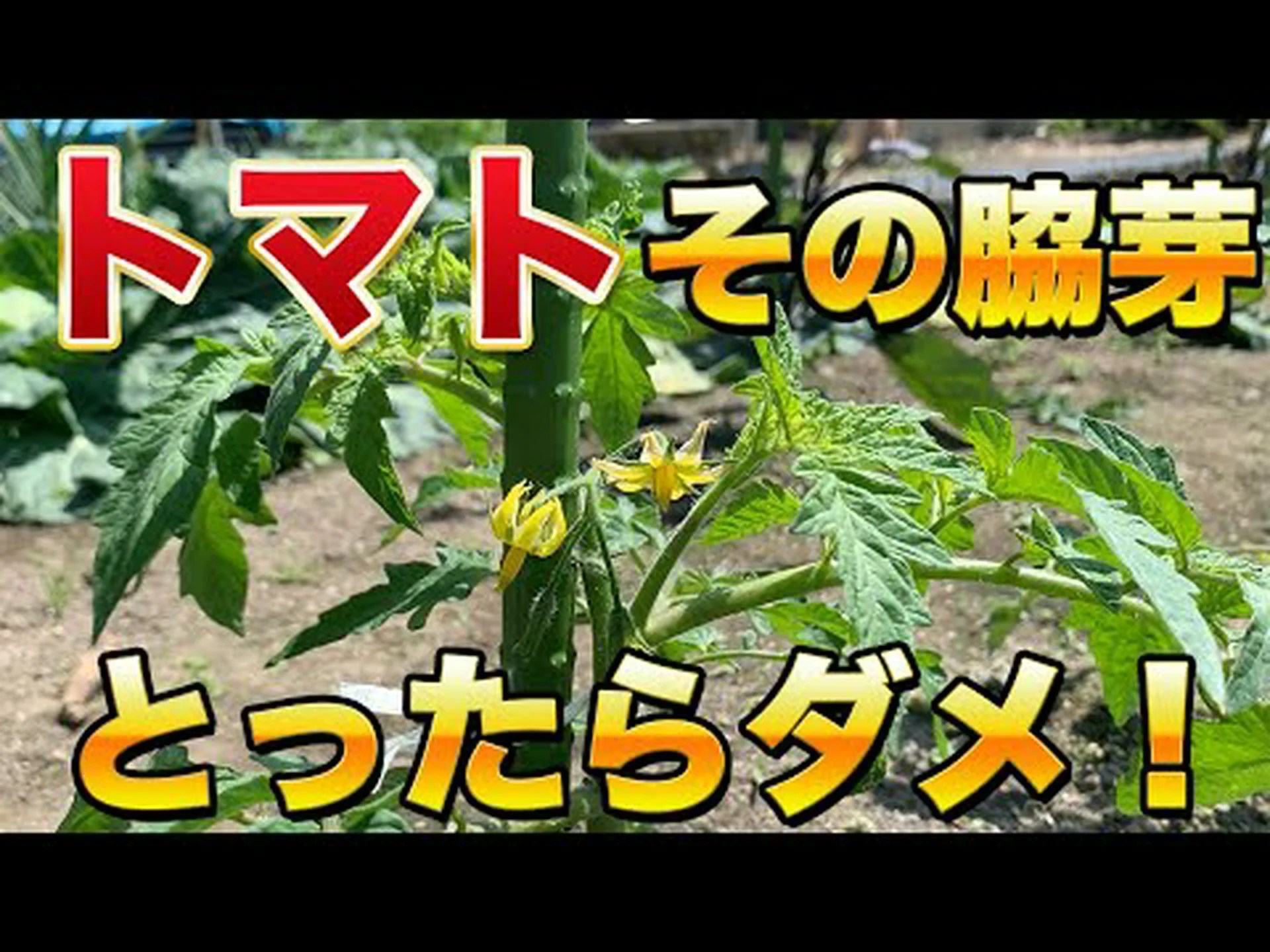 トマトの種はダメなの? トマトの種はダメなの?