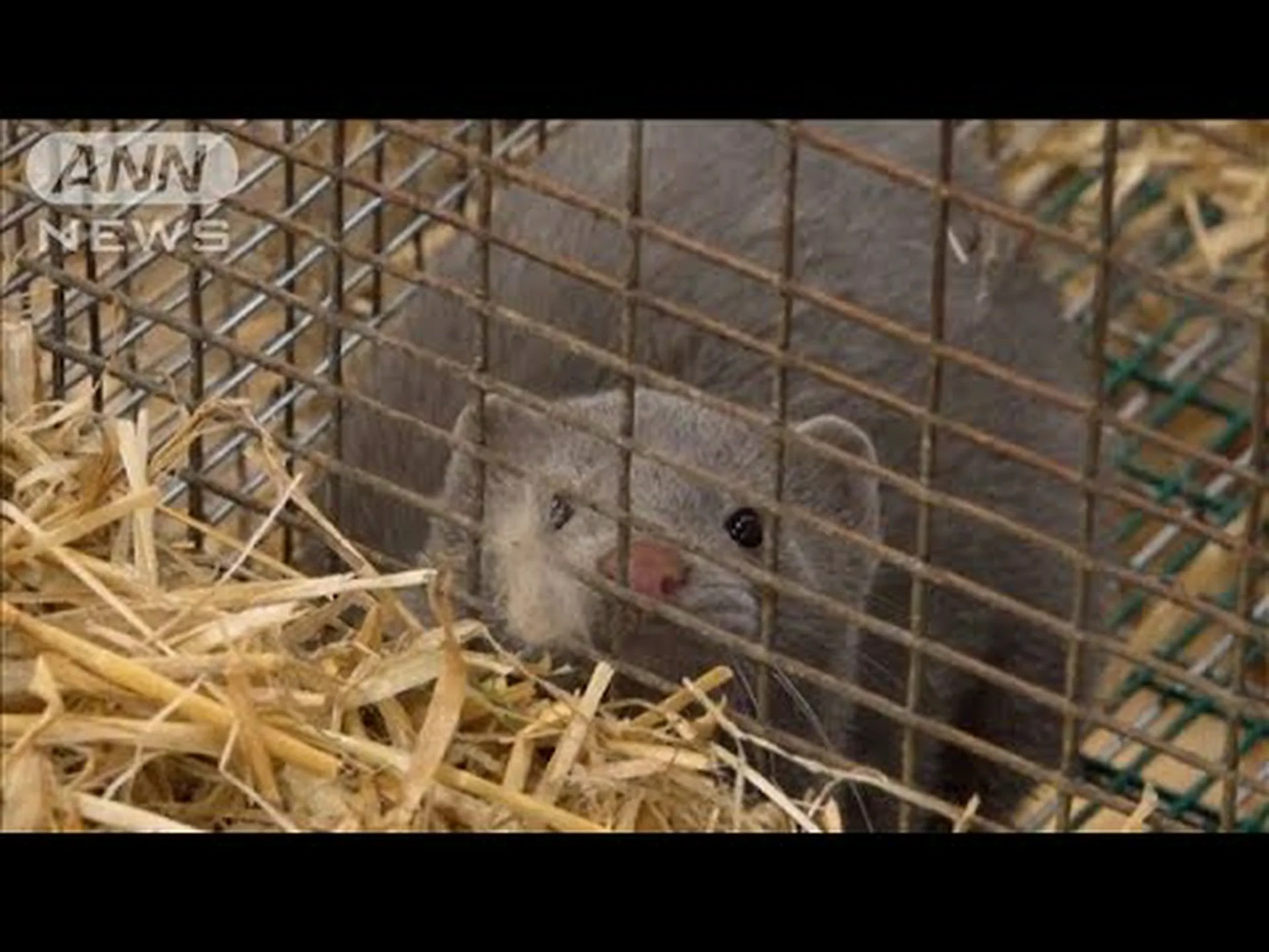 デンマークにおける新型コロナウイルス感染症の変異により、ワクチン生産が危険にさらされる デンマークにおける新型コロナウイルス感染症の変異により、ワクチン生産が危険にさらされる