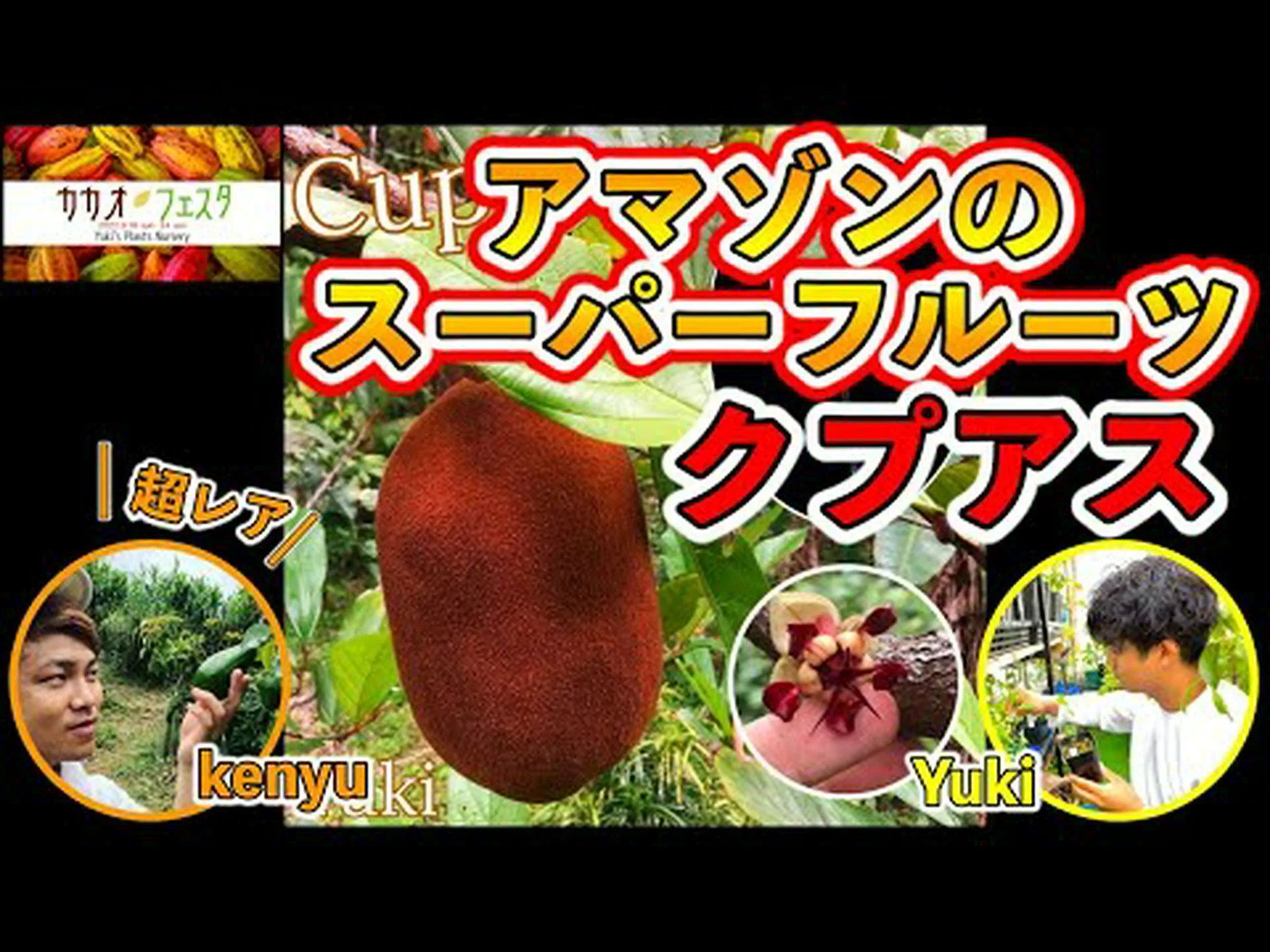 クプアスの 13 の利点 – その目的と特性 クプアスの 13 の利点 – その目的と特性